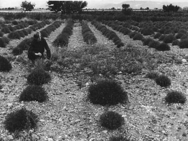 O fotografie alb-negru de ansamblu, făcută pe câmpul de lavandă, arătând rândurile de plante și, în partea stângă, un anchetator îngenuncheat pentru a examina urmele lăsate de aterizarea obiectului.